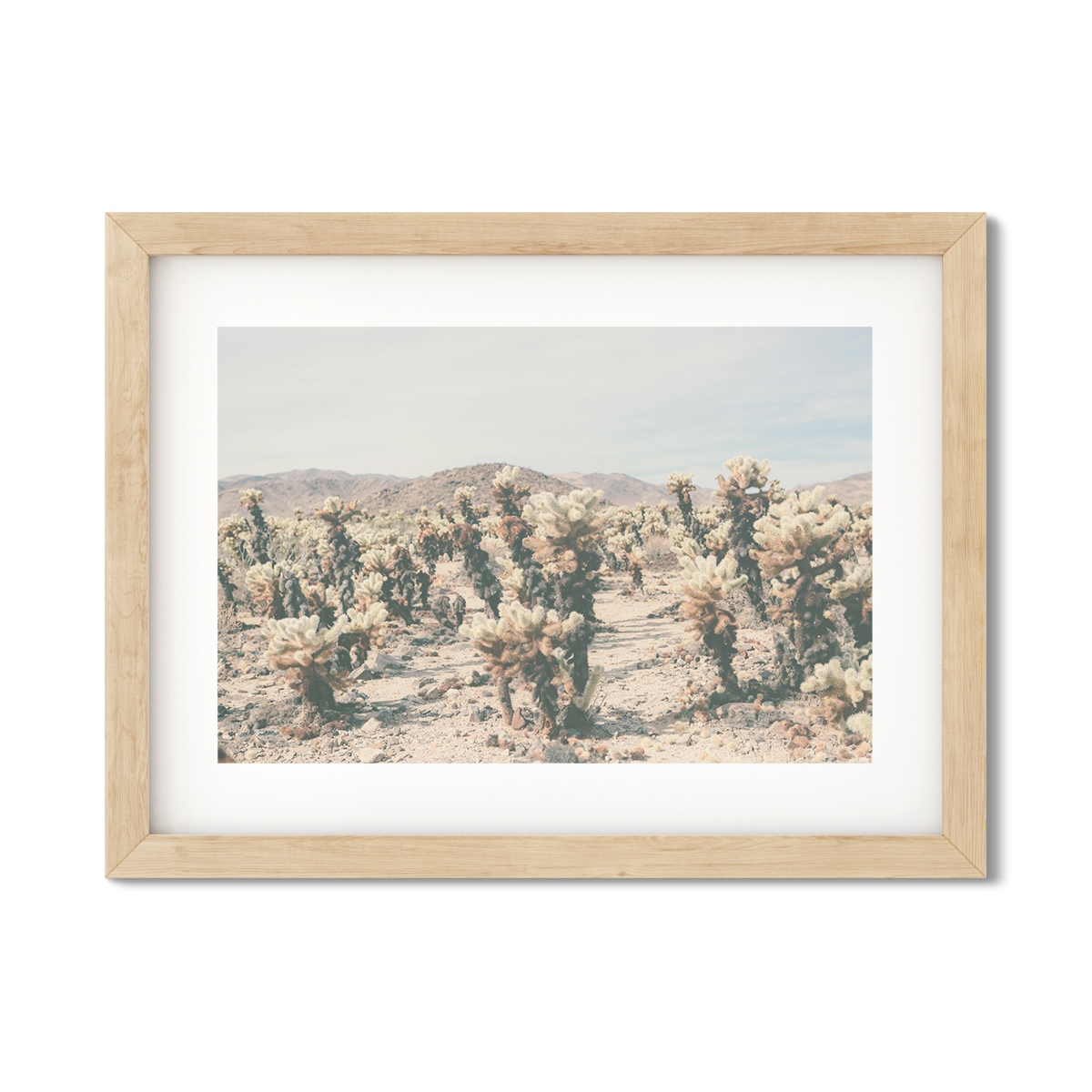 CHOLLA CHOLLA NO. 8