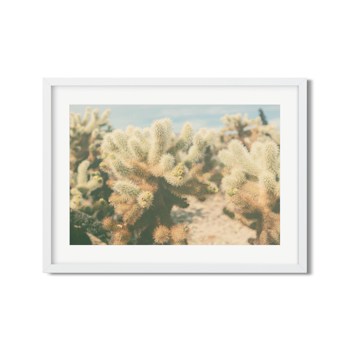 CHOLLA CHOLLA NO. 7