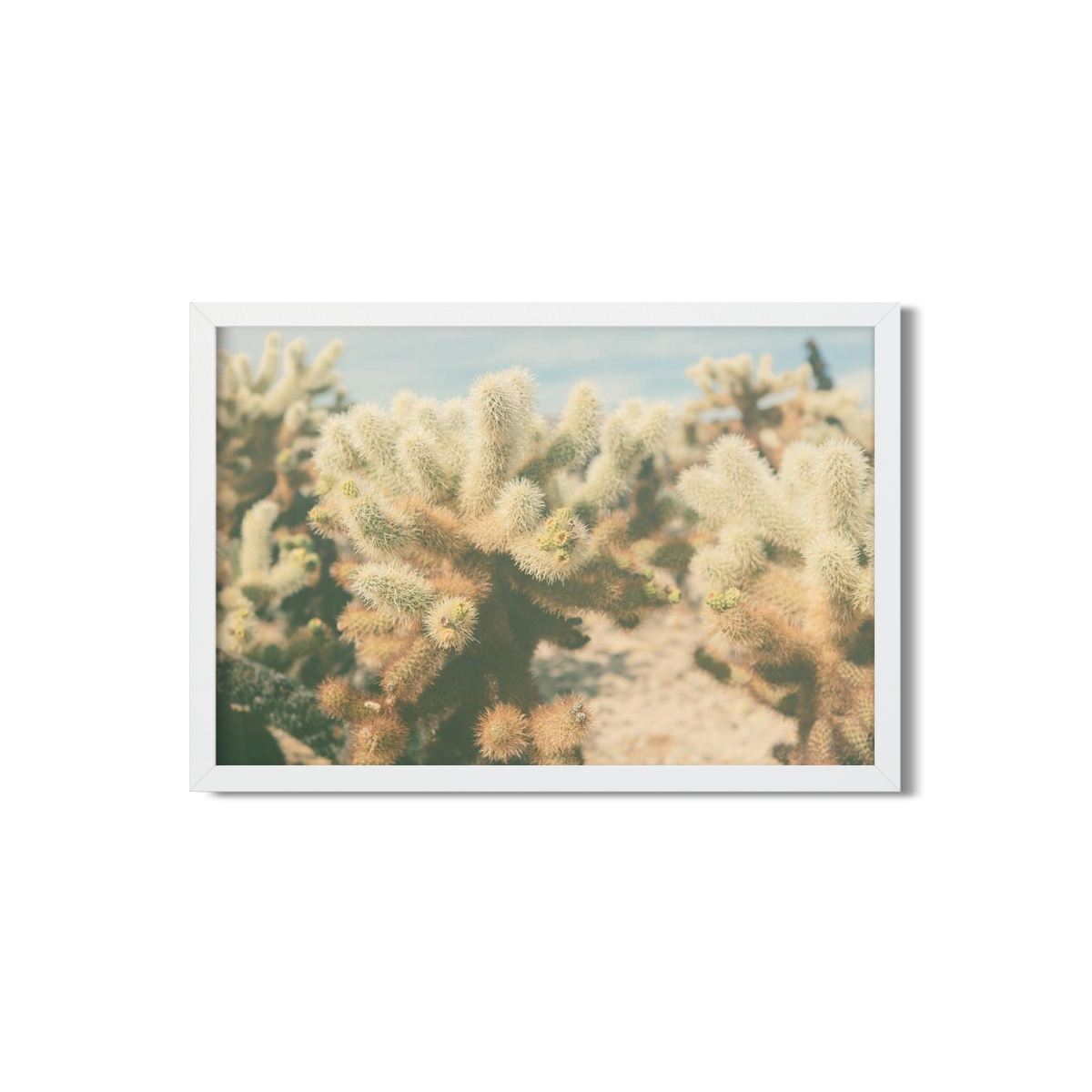 CHOLLA CHOLLA NO. 7
