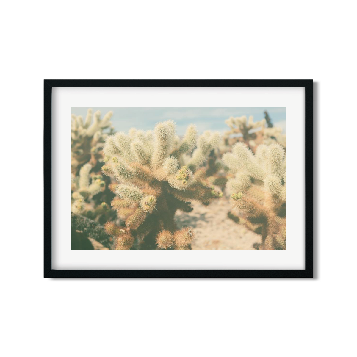 CHOLLA CHOLLA NO. 7