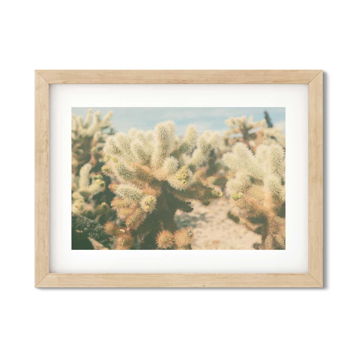 CHOLLA CHOLLA NO. 7