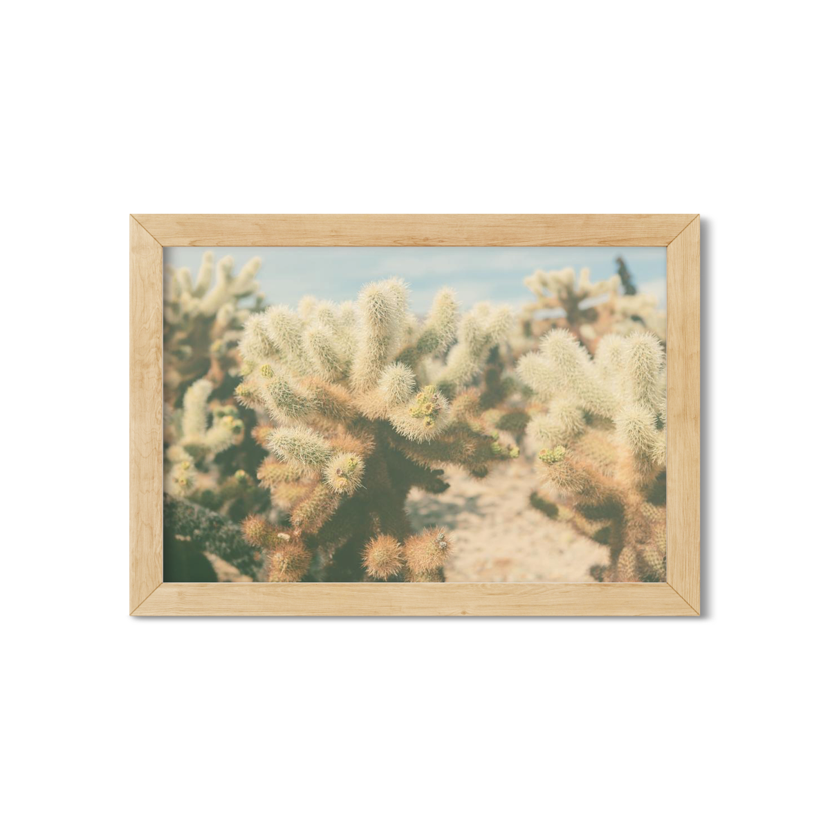 CHOLLA CHOLLA NO. 7