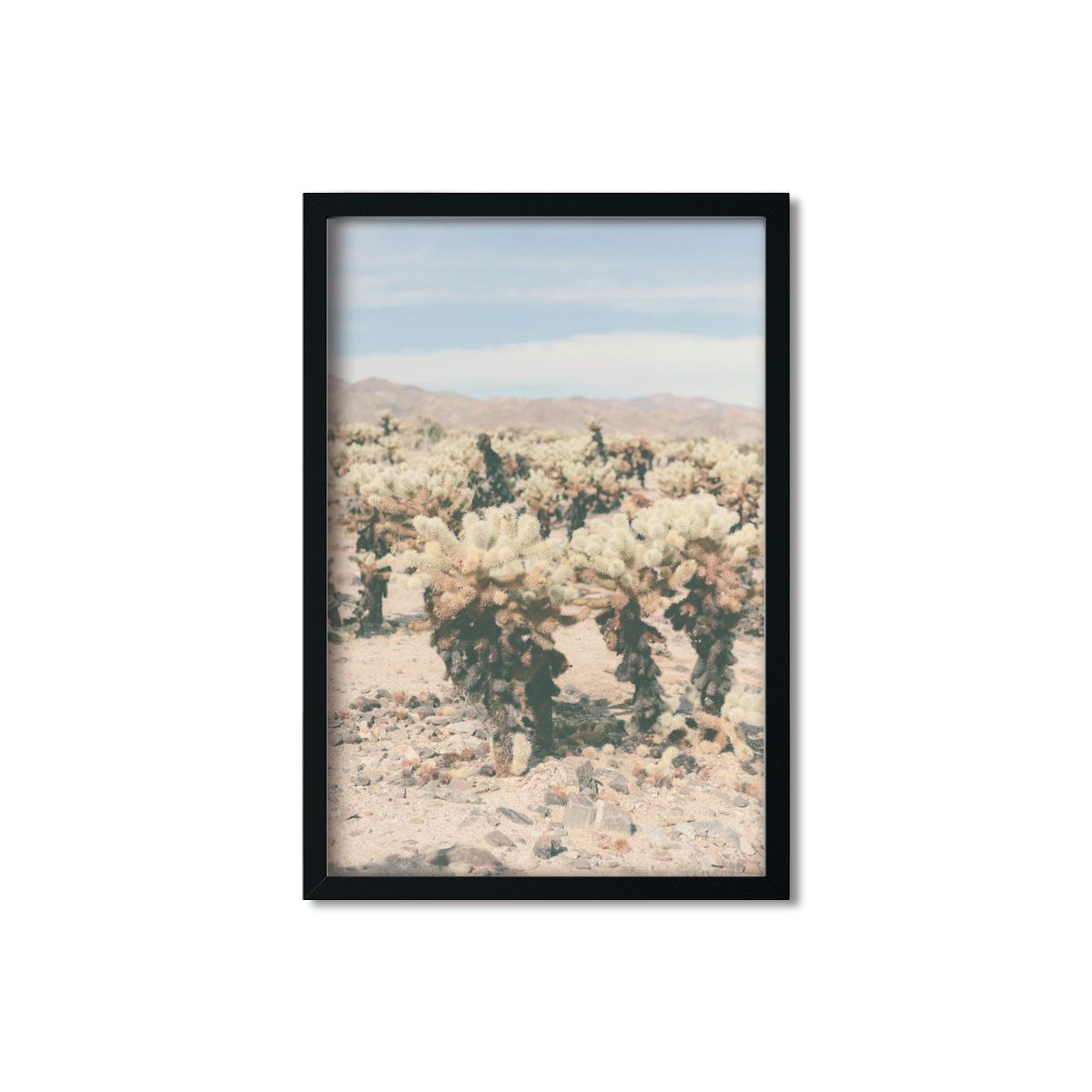CHOLLA CHOLLA NO. 9