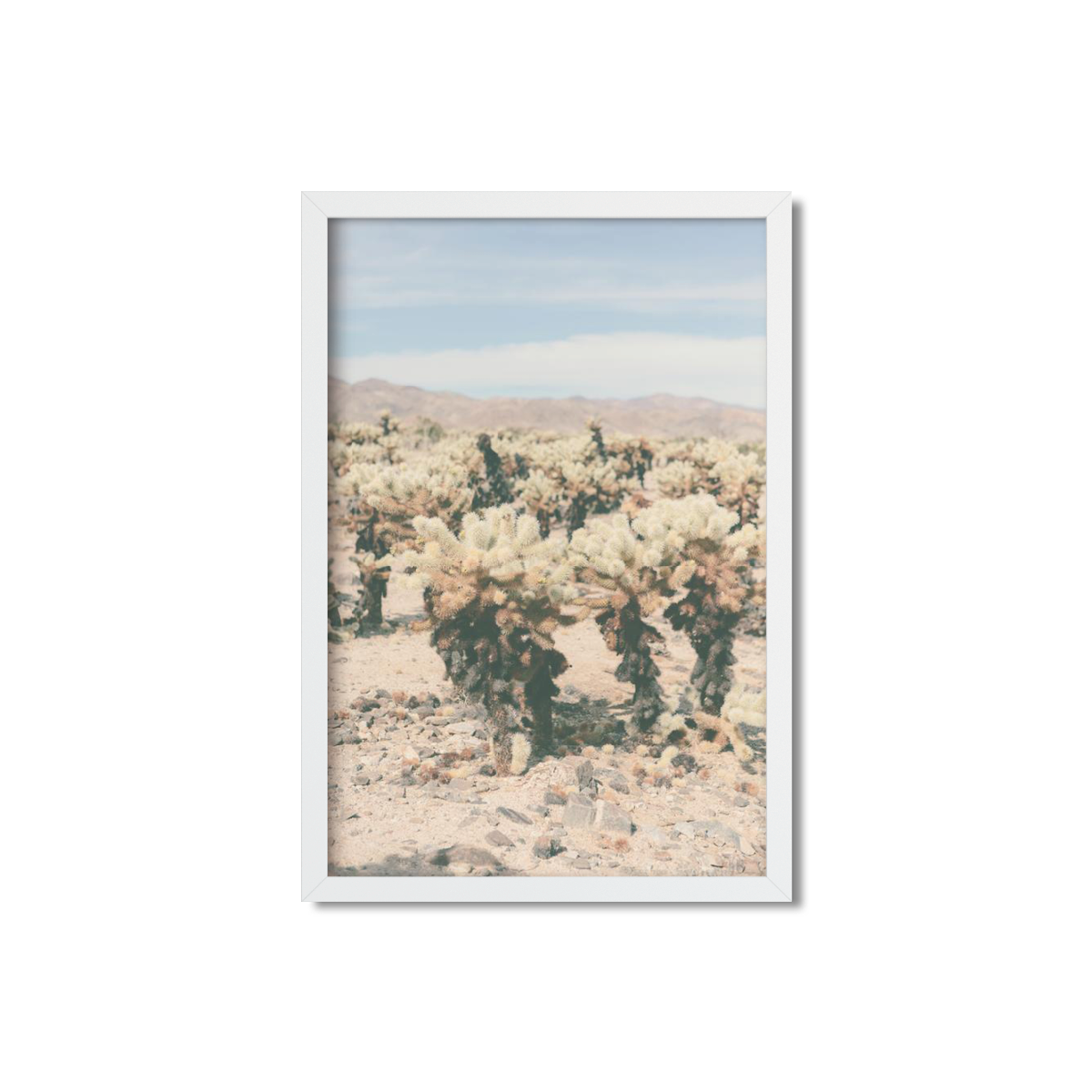 CHOLLA CHOLLA NO. 9