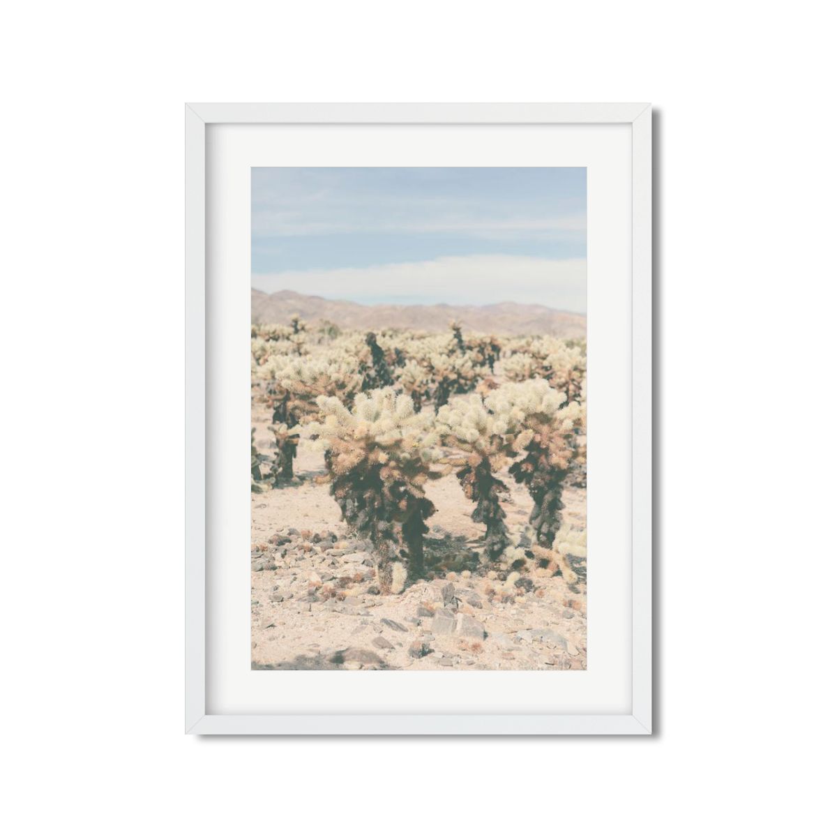CHOLLA CHOLLA NO. 9