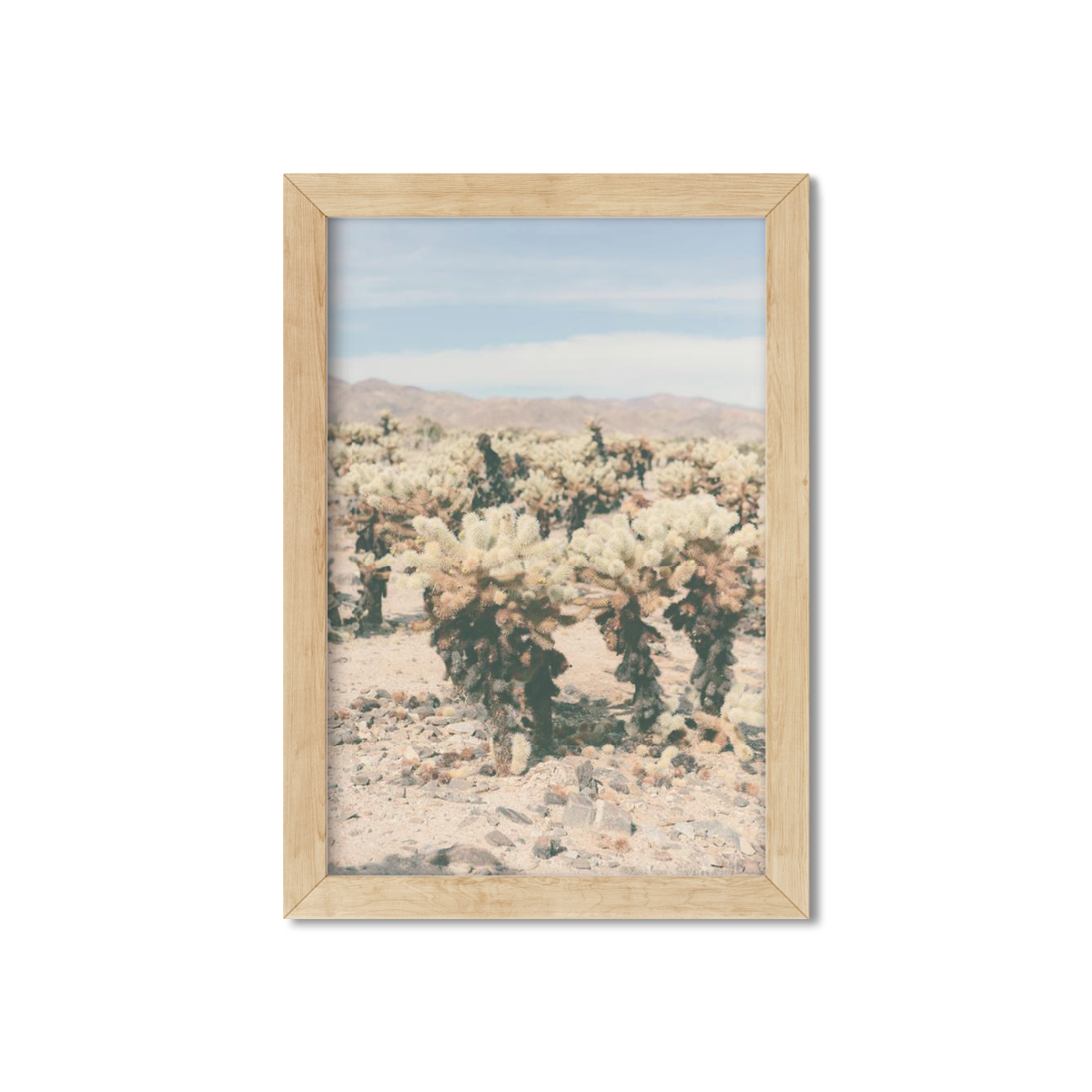 CHOLLA CHOLLA NO. 9