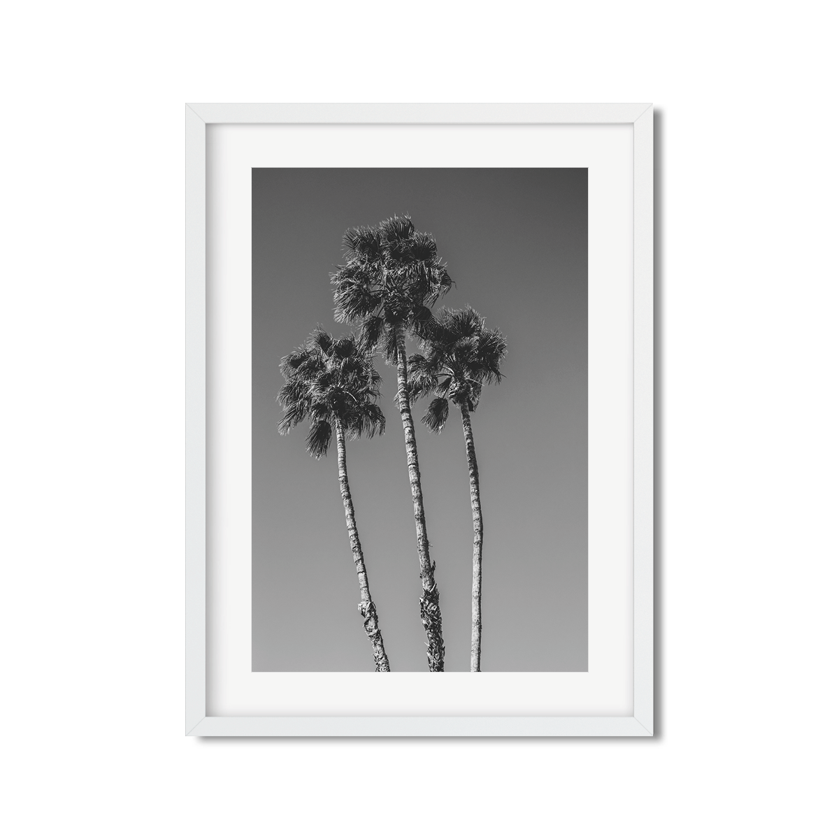 PALM LINE NO. 8