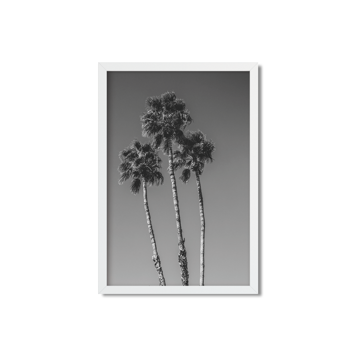 PALM LINE NO. 8