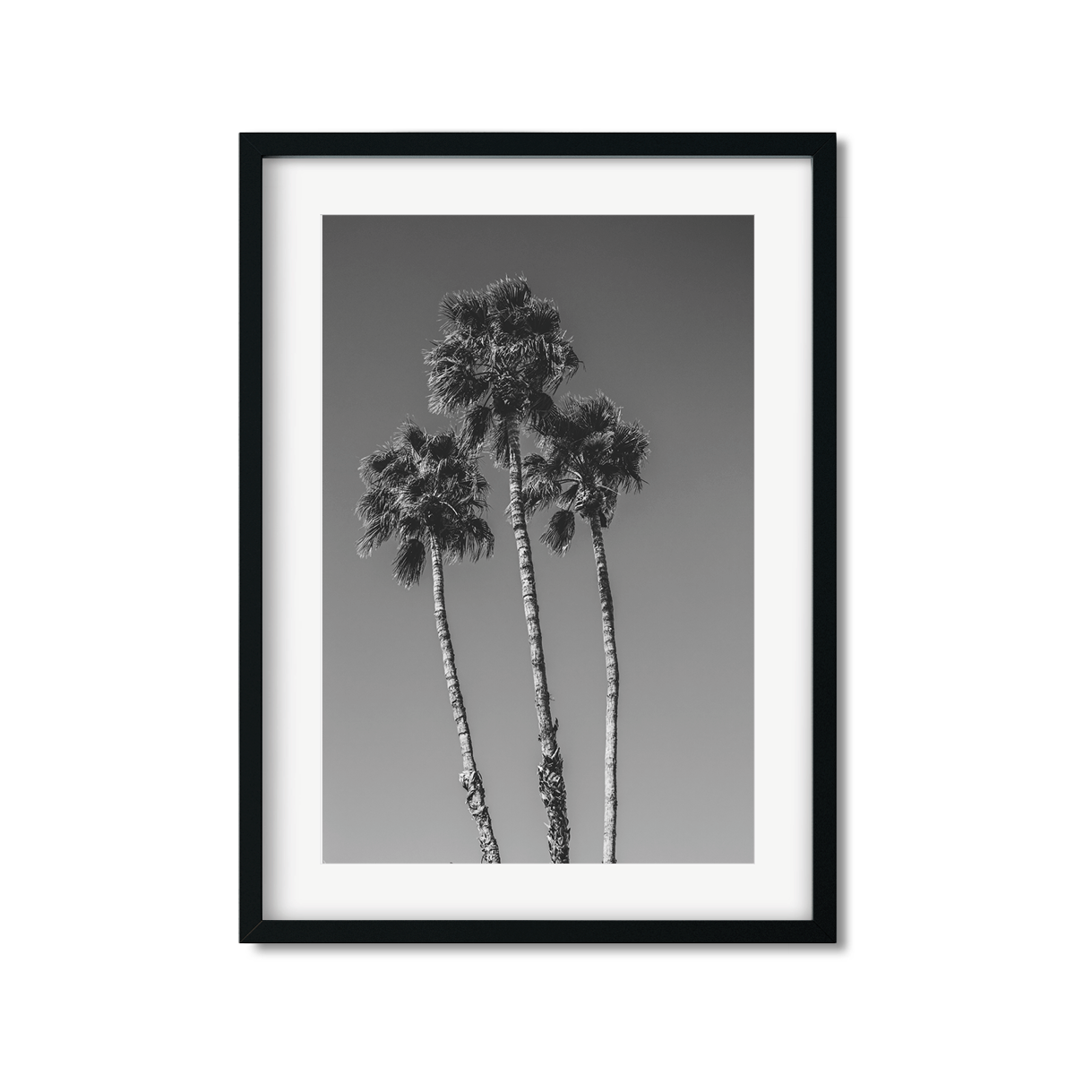 PALM LINE NO. 8