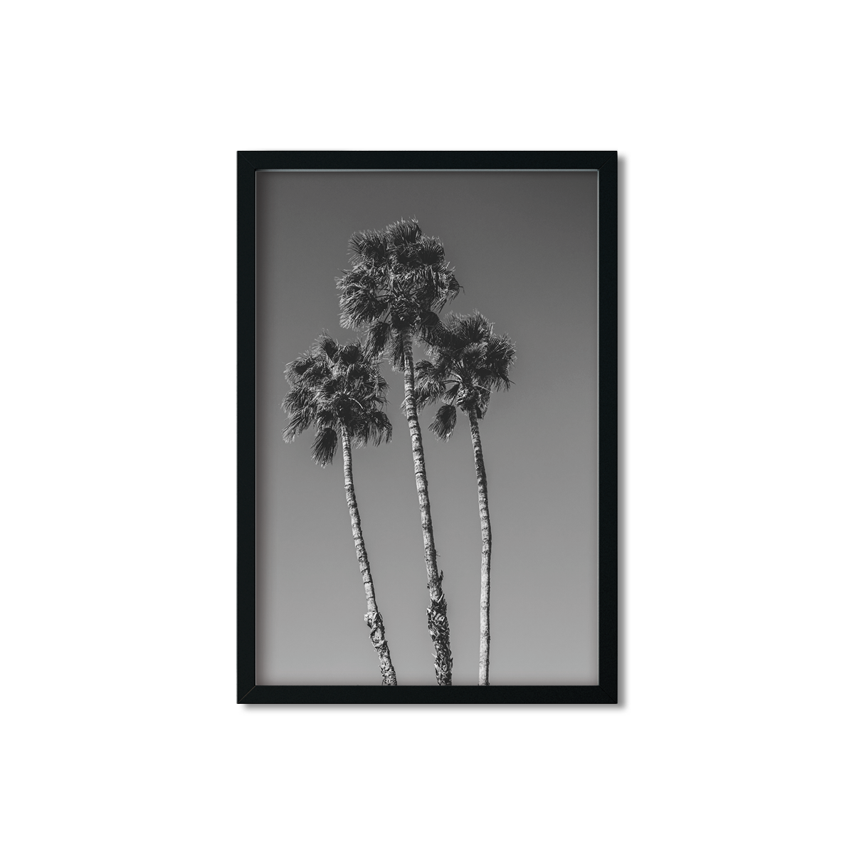 PALM LINE NO. 8