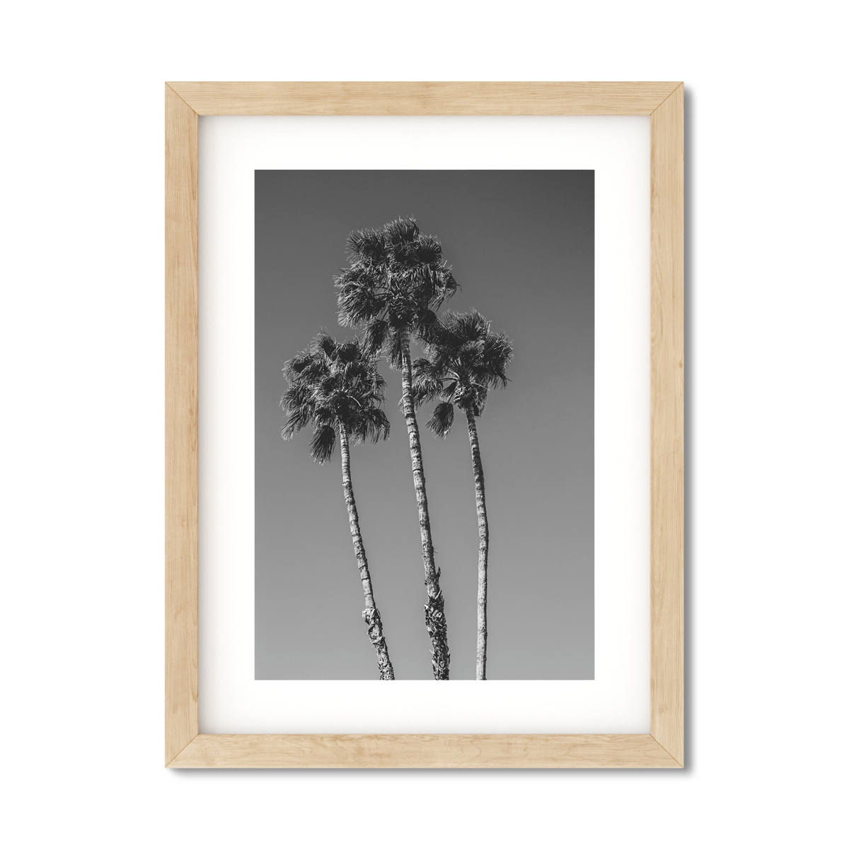 PALM LINE NO. 8