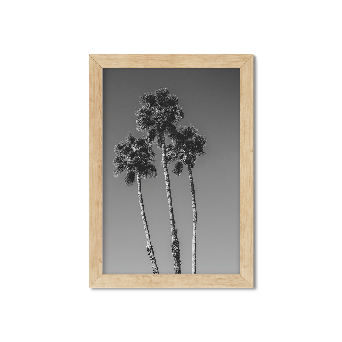 PALM LINE NO. 8