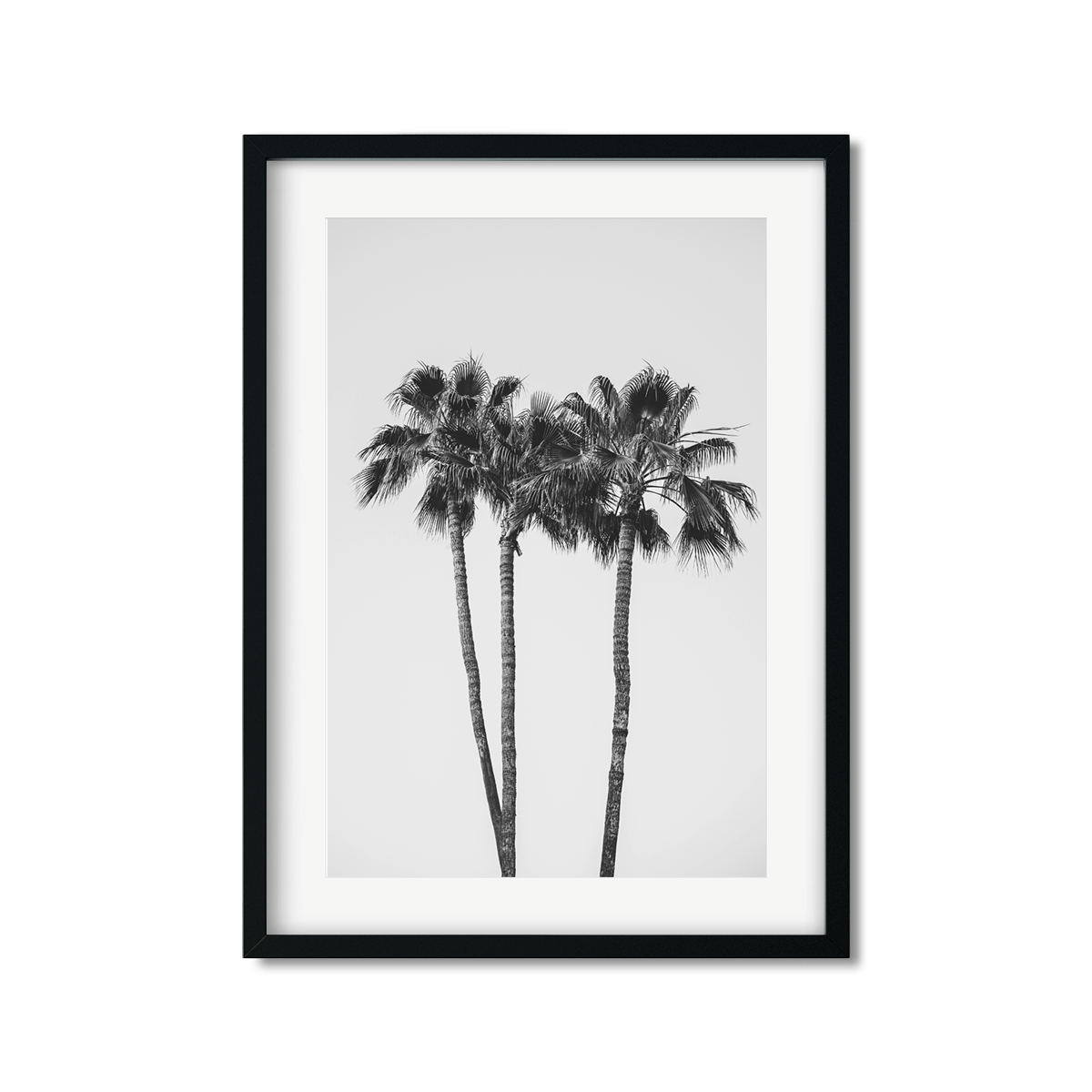 PALM LINE NO. 9