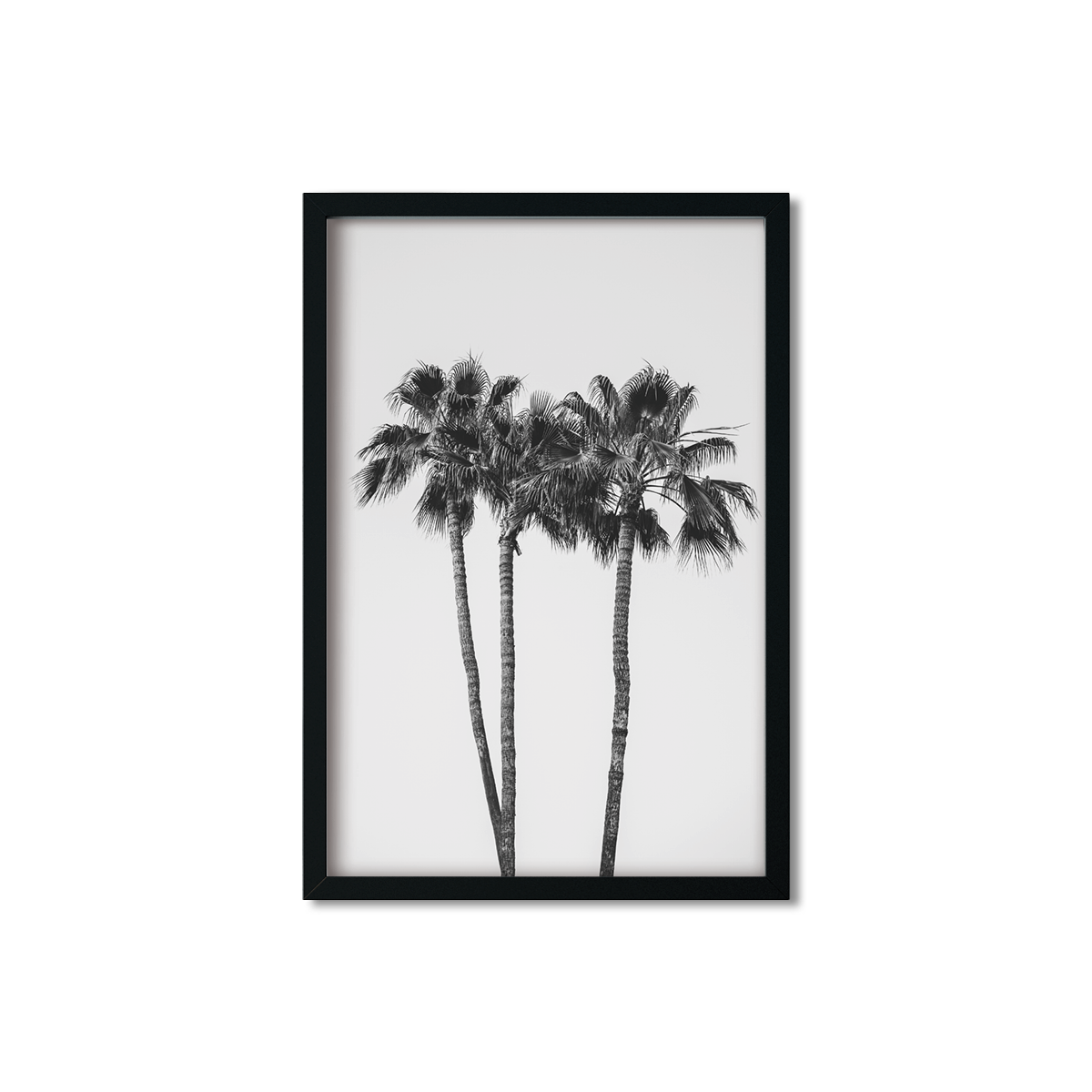 PALM LINE NO. 9