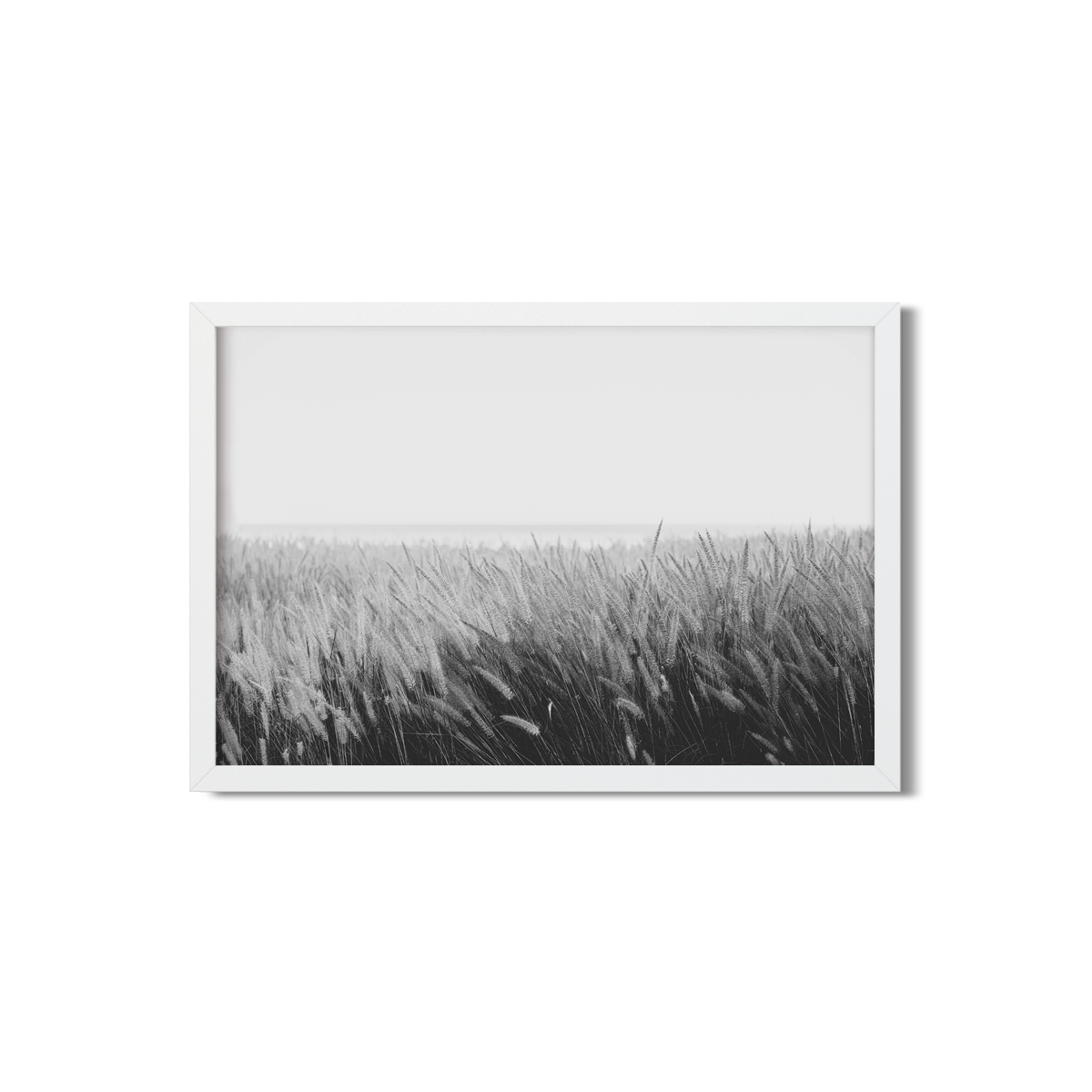 PAMPAS NO. 6