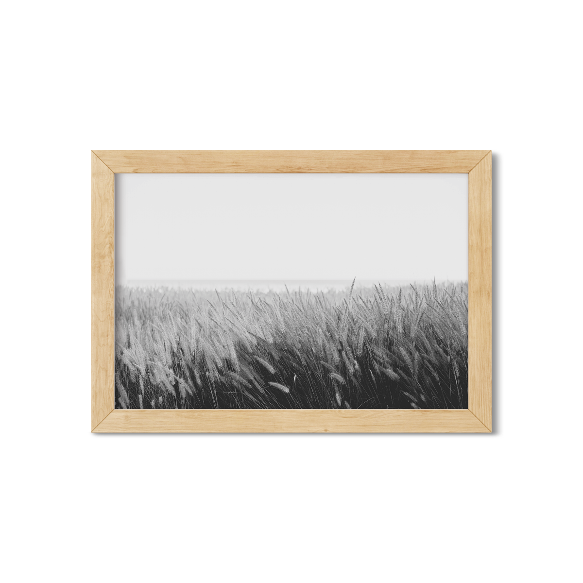 PAMPAS NO. 6