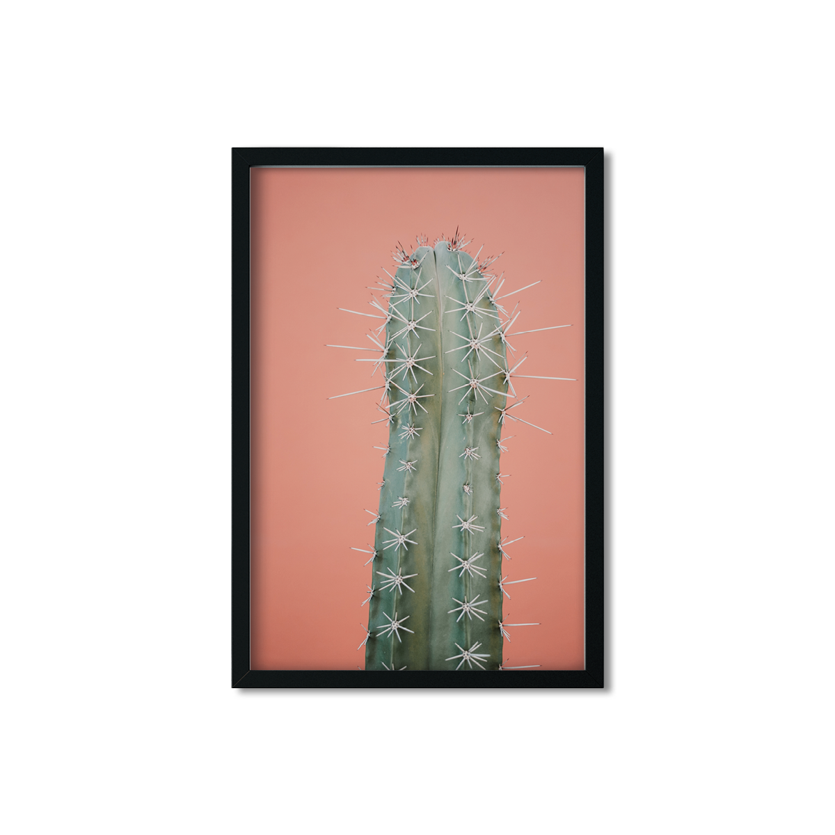 CORAL CACTUS