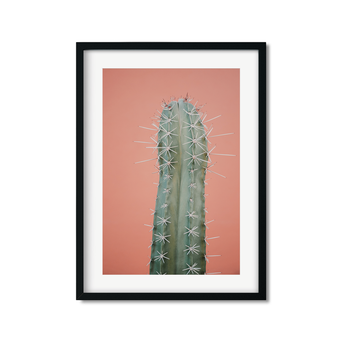 CORAL CACTUS