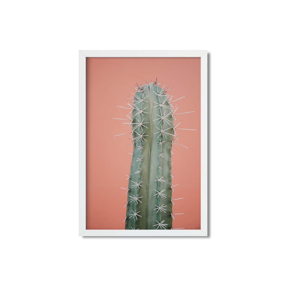 CORAL CACTUS