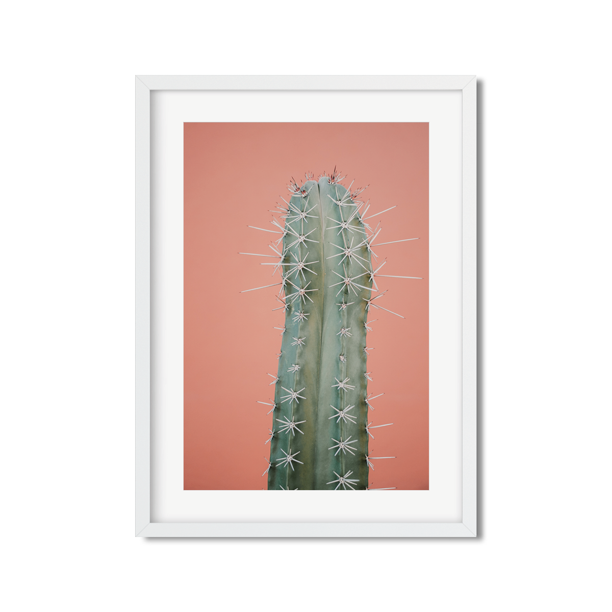 CORAL CACTUS