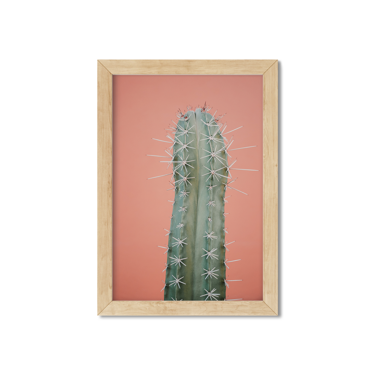 CORAL CACTUS