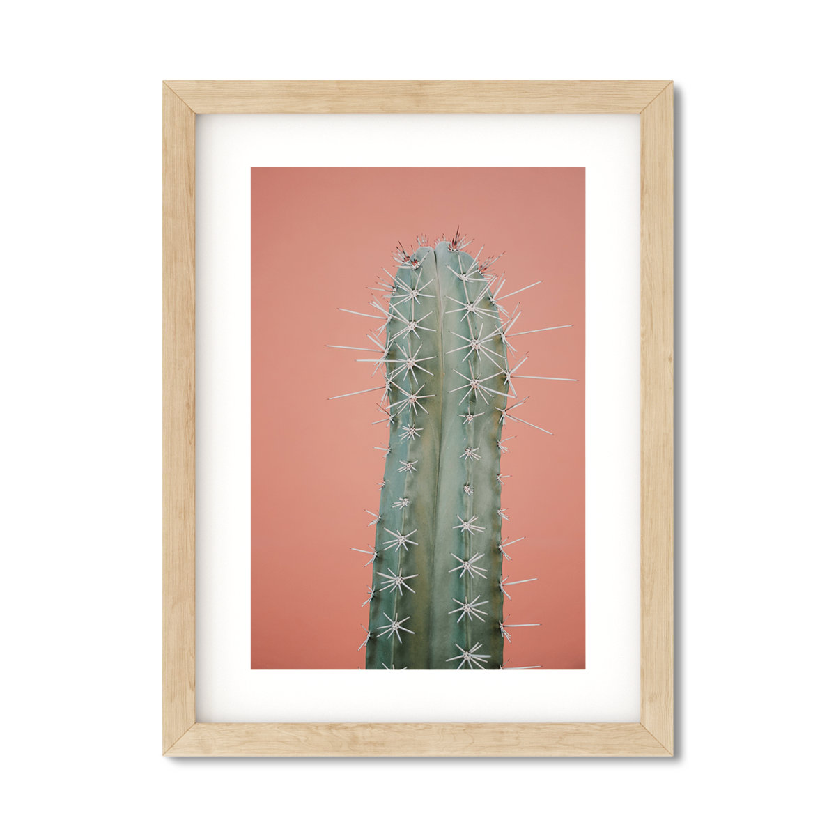 CORAL CACTUS