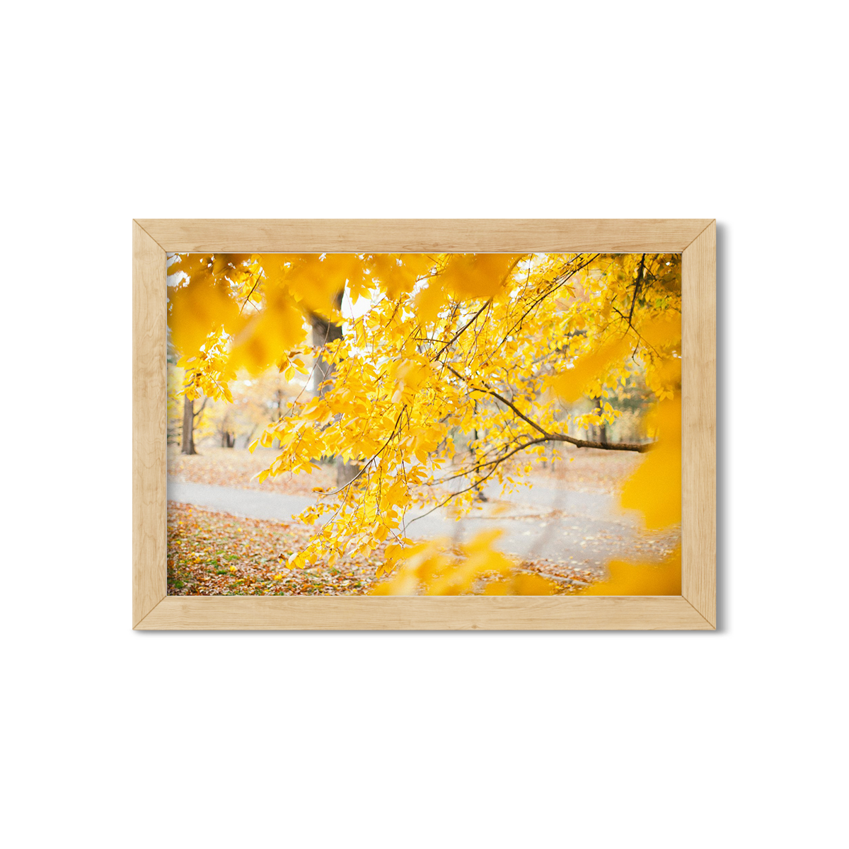 FALL IN CENTRAL PARK NO. 3