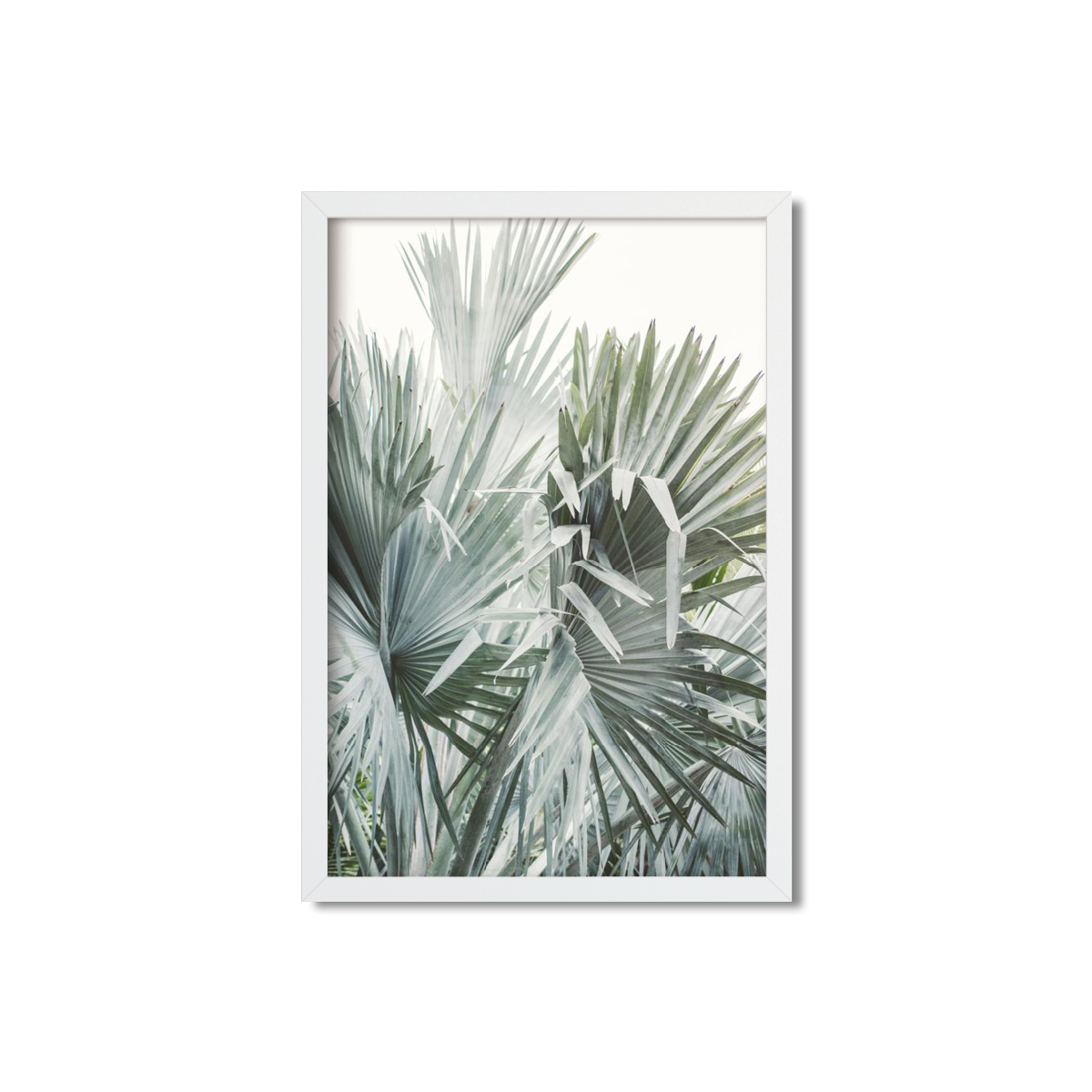 FAN PALM