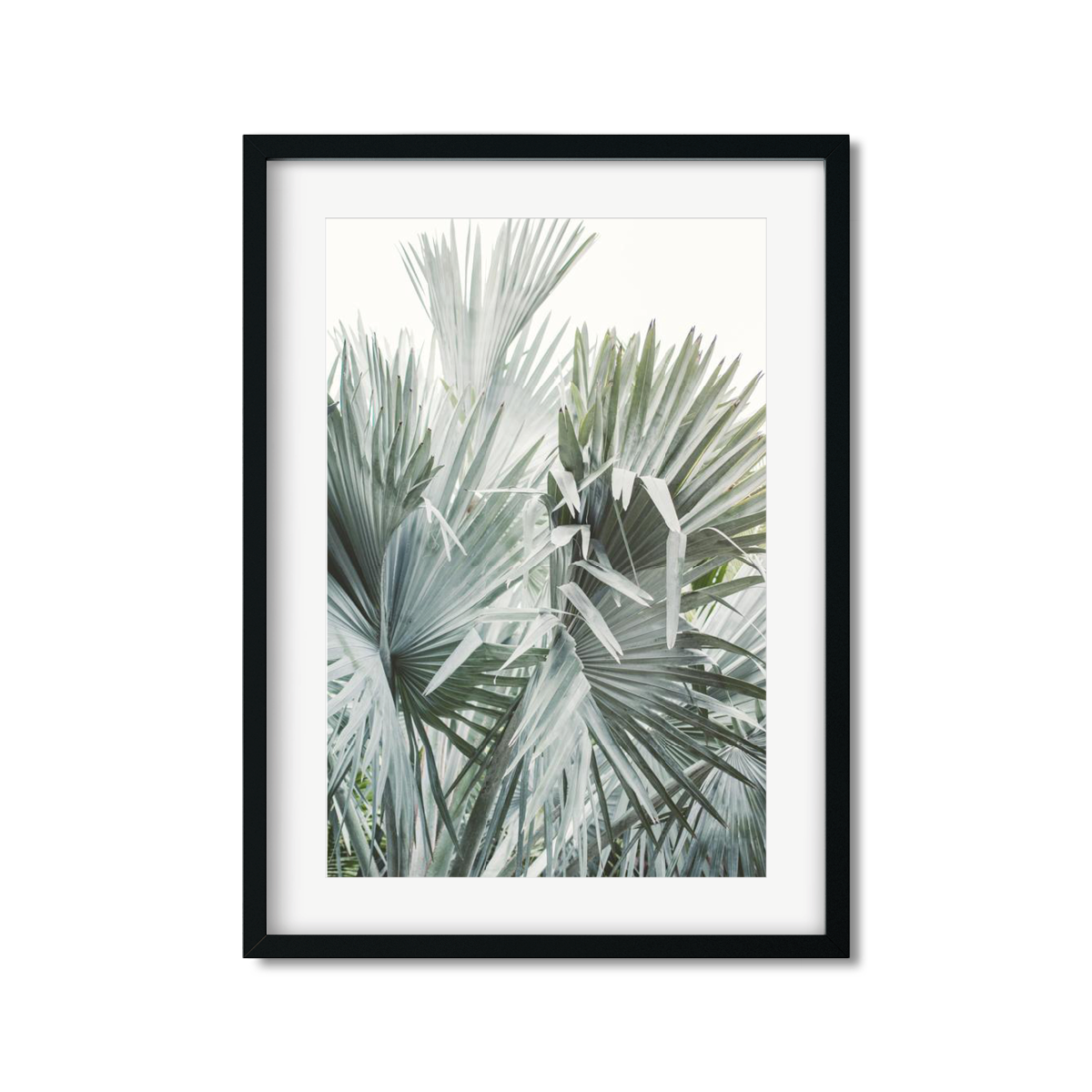 FAN PALM