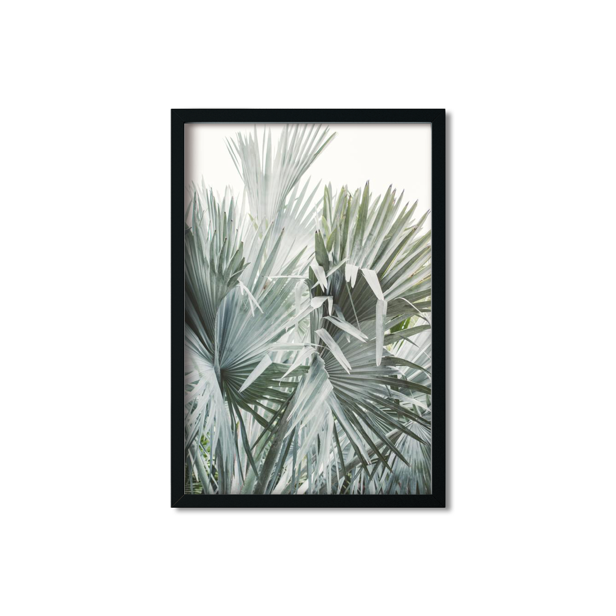 FAN PALM