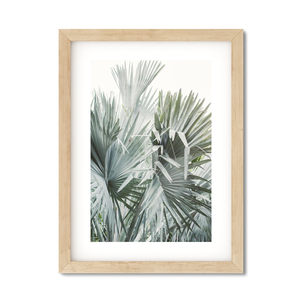 FAN PALM