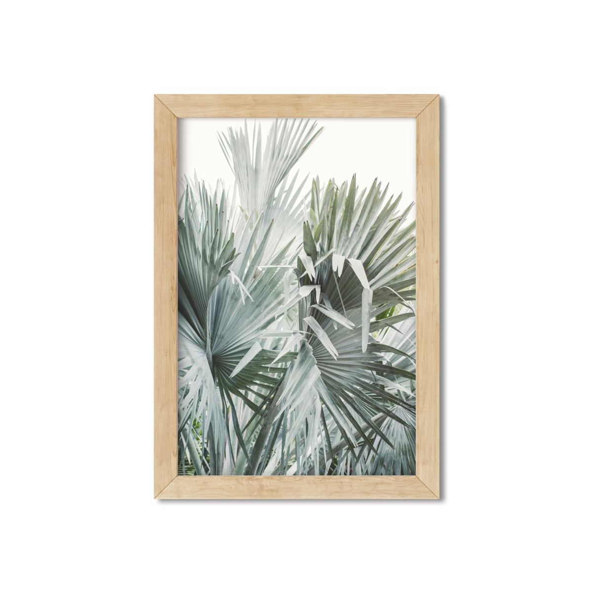 FAN PALM