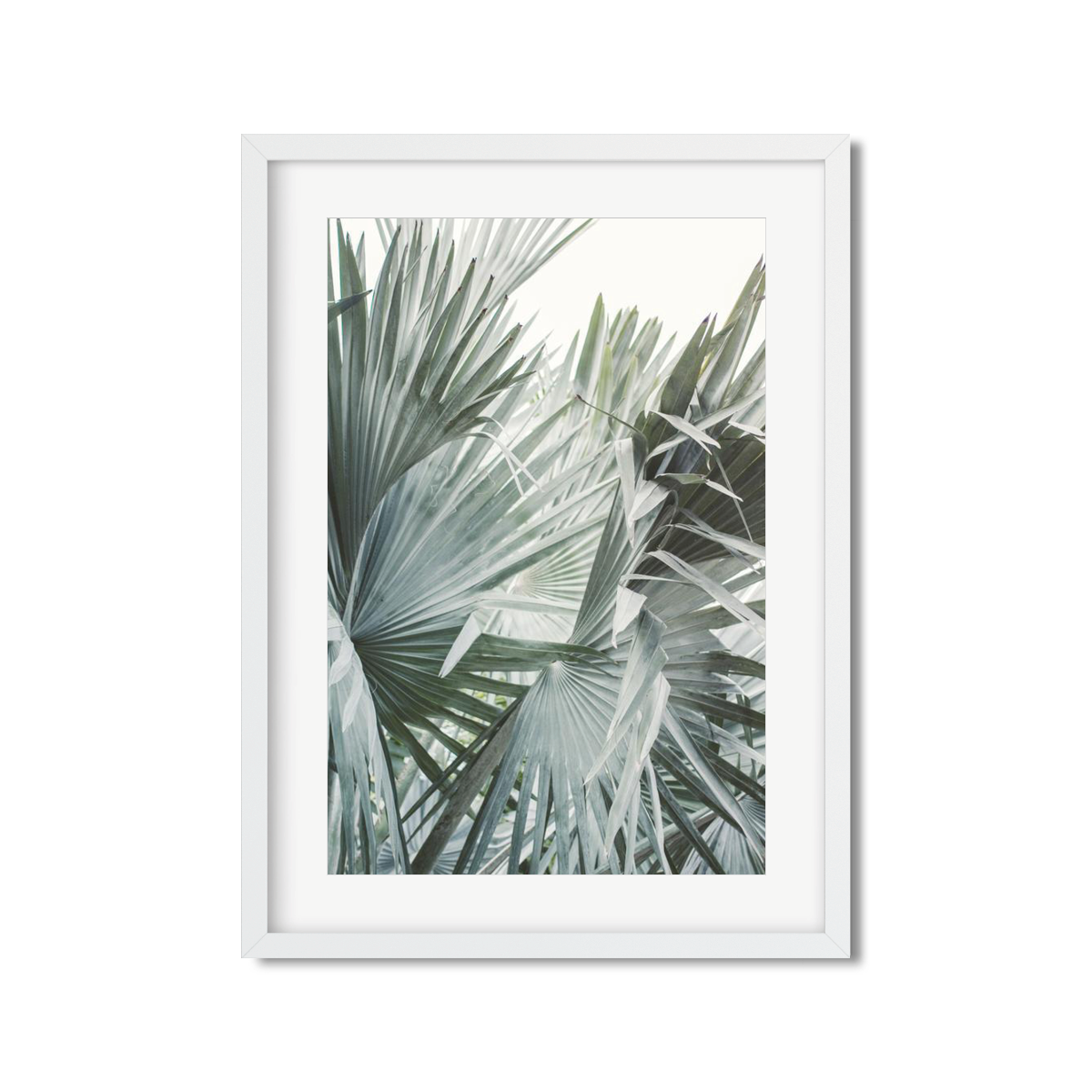 FAN PALM NO. 10