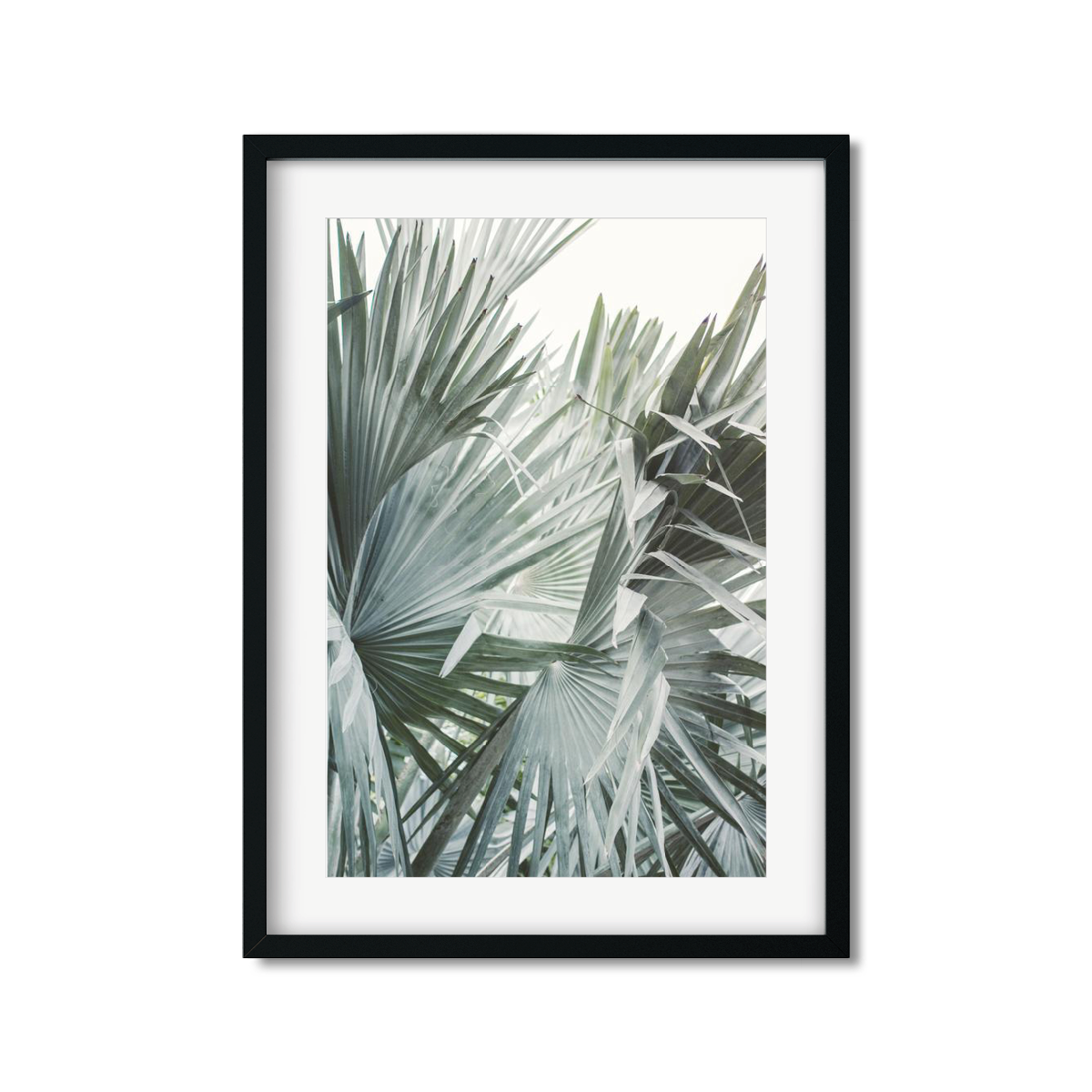 FAN PALM NO. 10