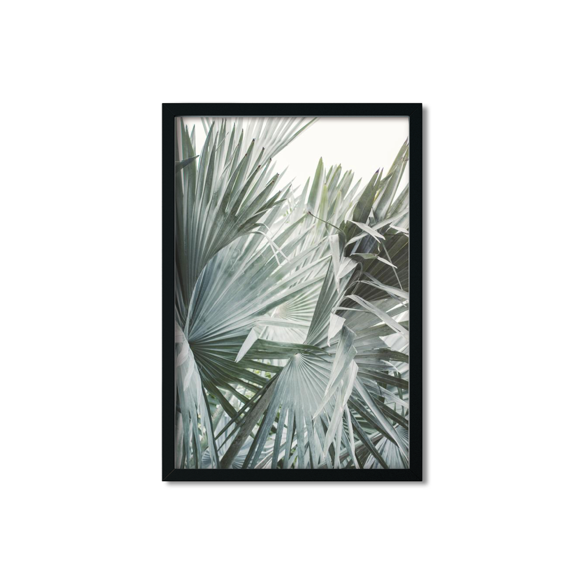 FAN PALM NO. 10