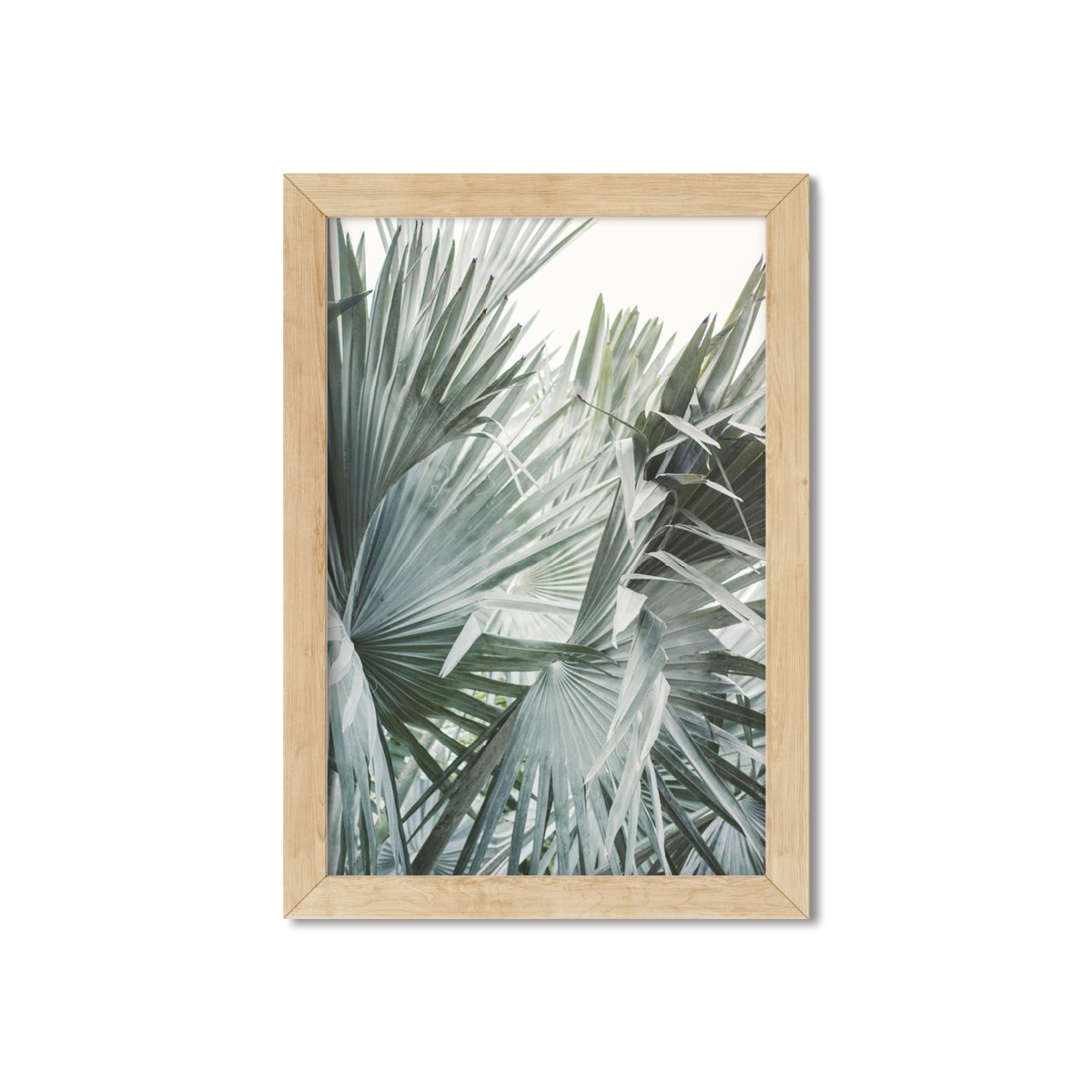 FAN PALM NO. 10