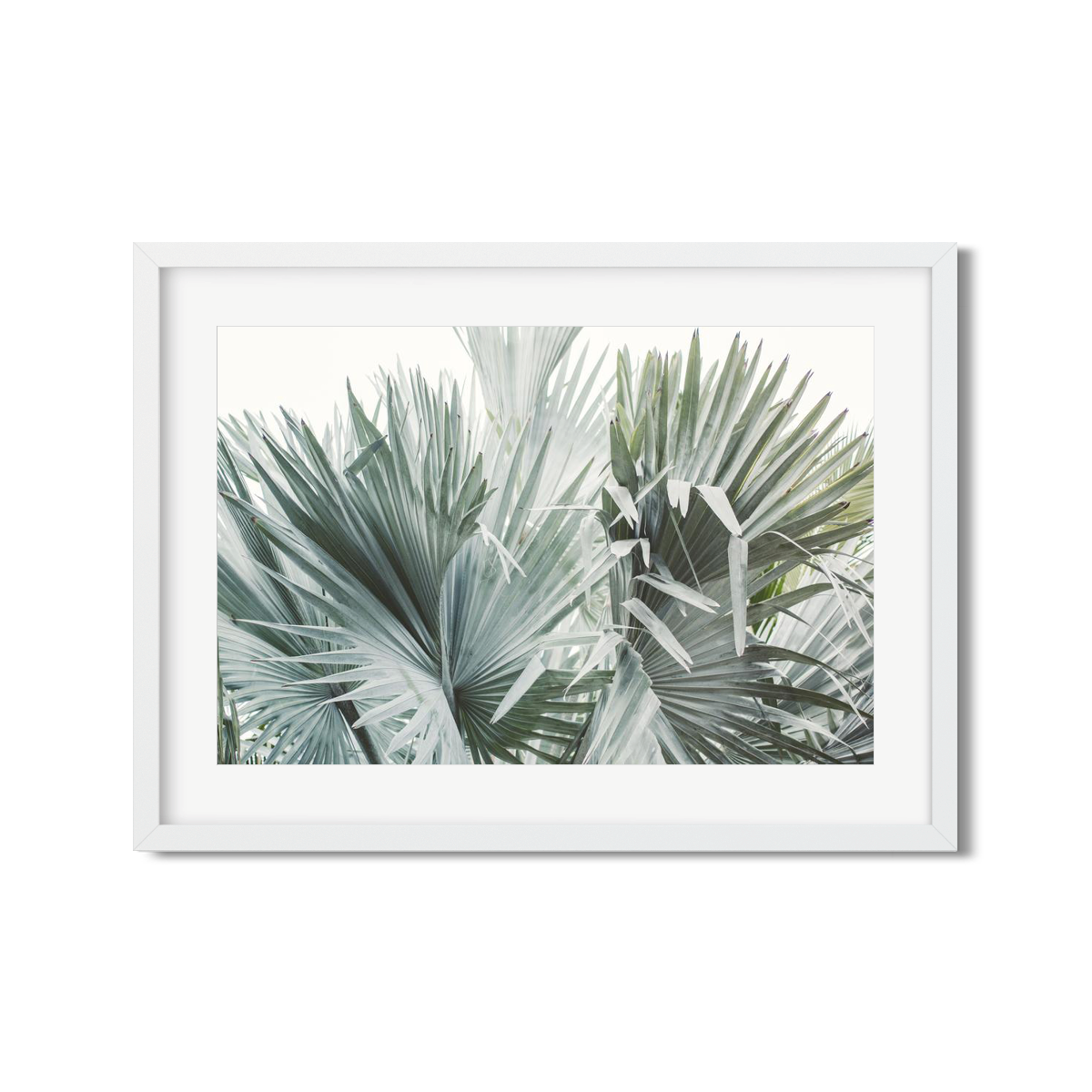 FAN PALM NO. 11