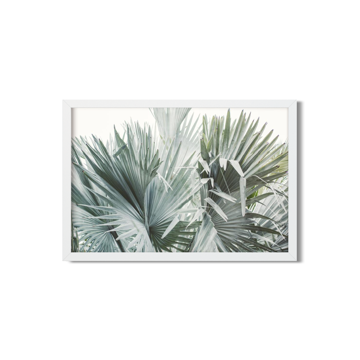 FAN PALM NO. 11
