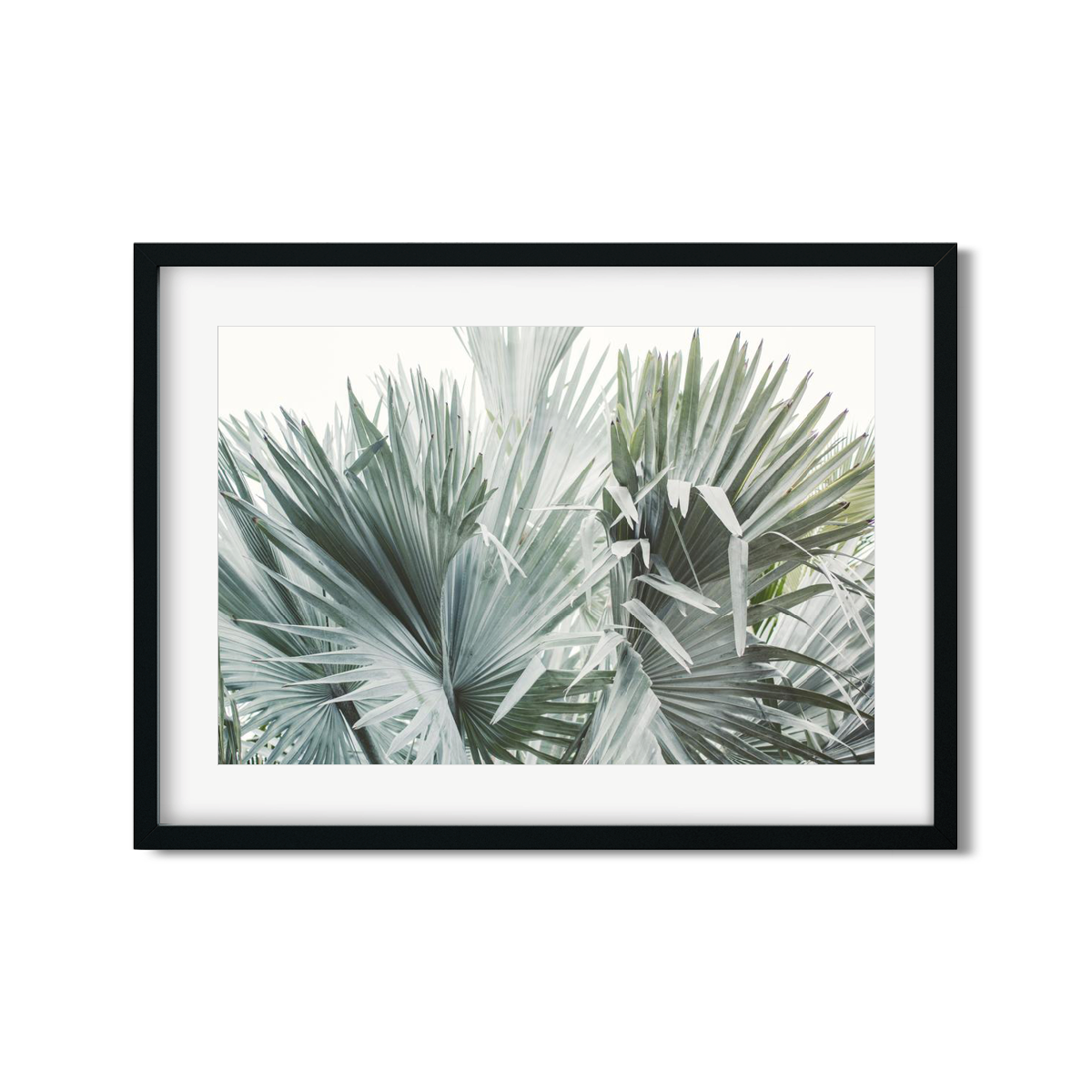 FAN PALM NO. 11