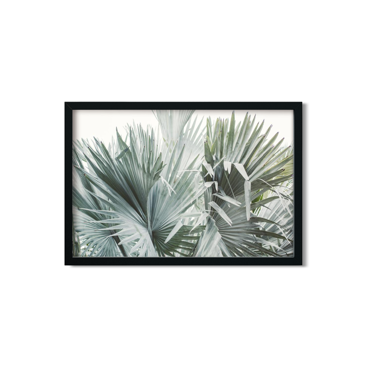 FAN PALM NO. 11