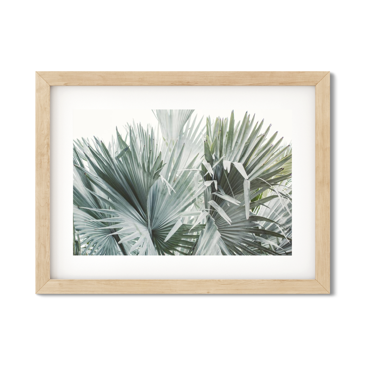 FAN PALM NO. 11