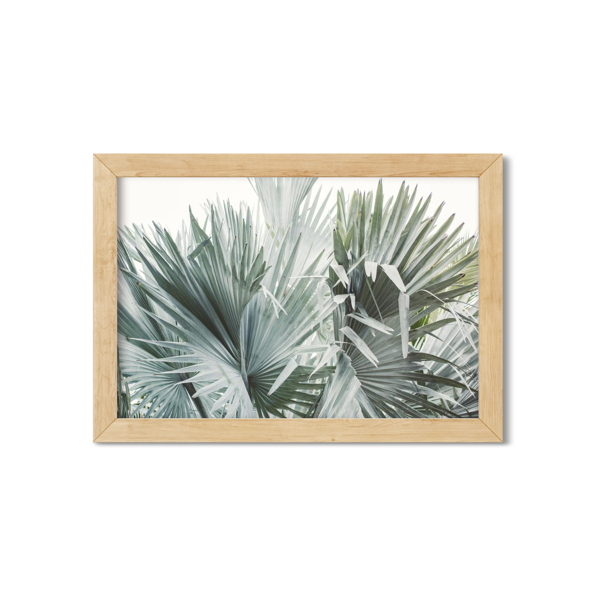 FAN PALM NO. 11