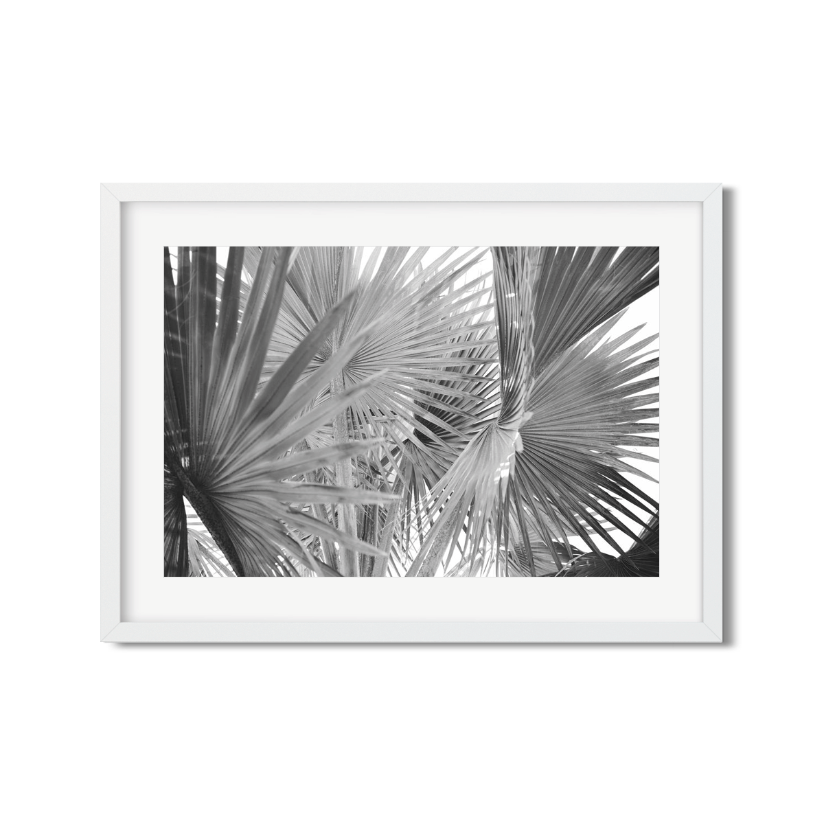 FAN PALM NO. 2