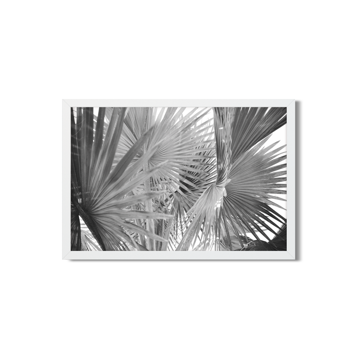 FAN PALM NO. 2