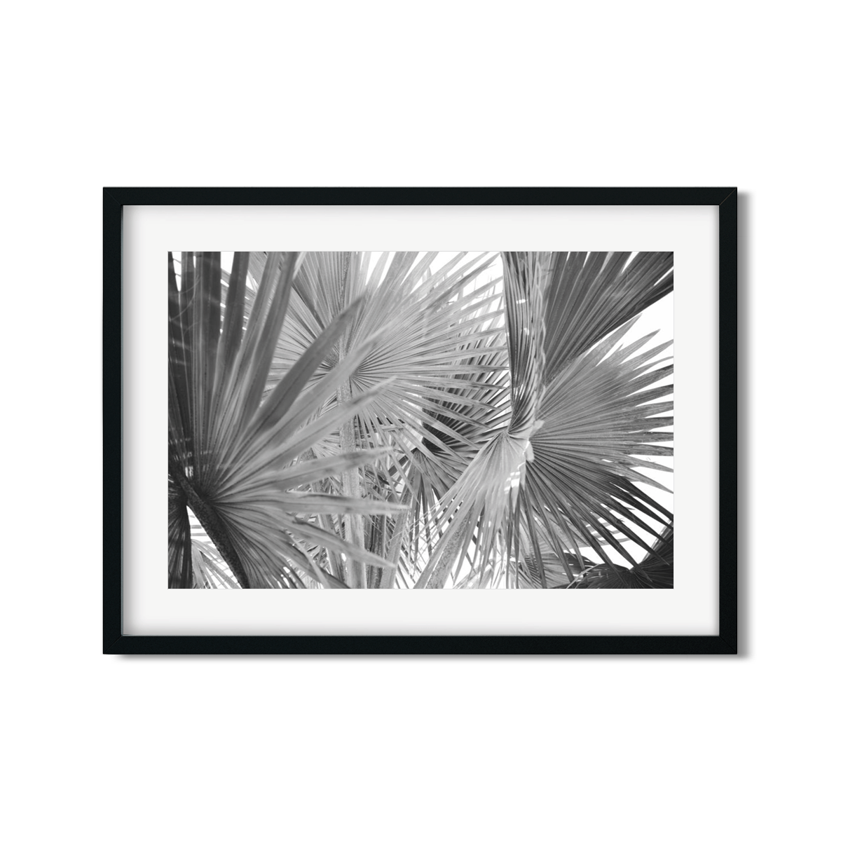 FAN PALM NO. 2
