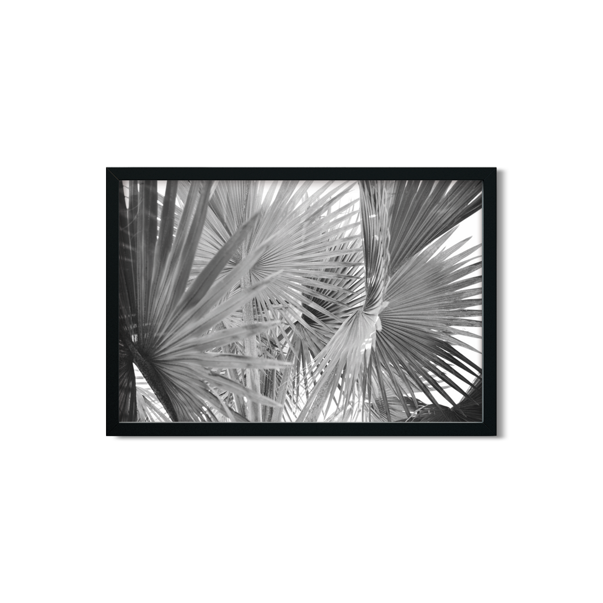 FAN PALM NO. 2