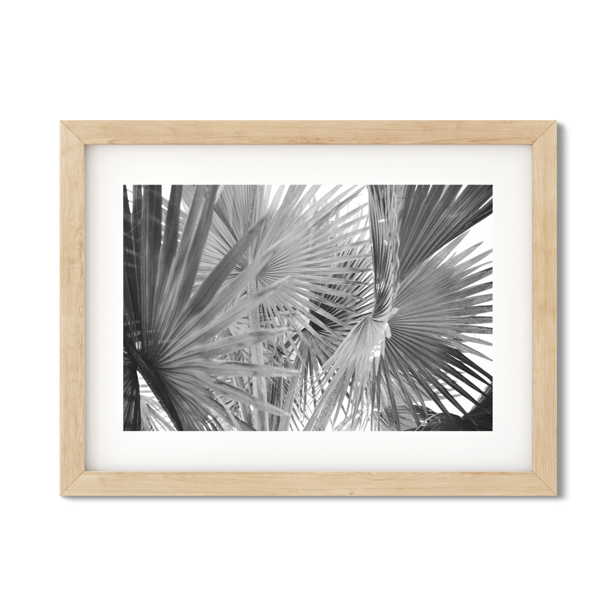 FAN PALM NO. 2