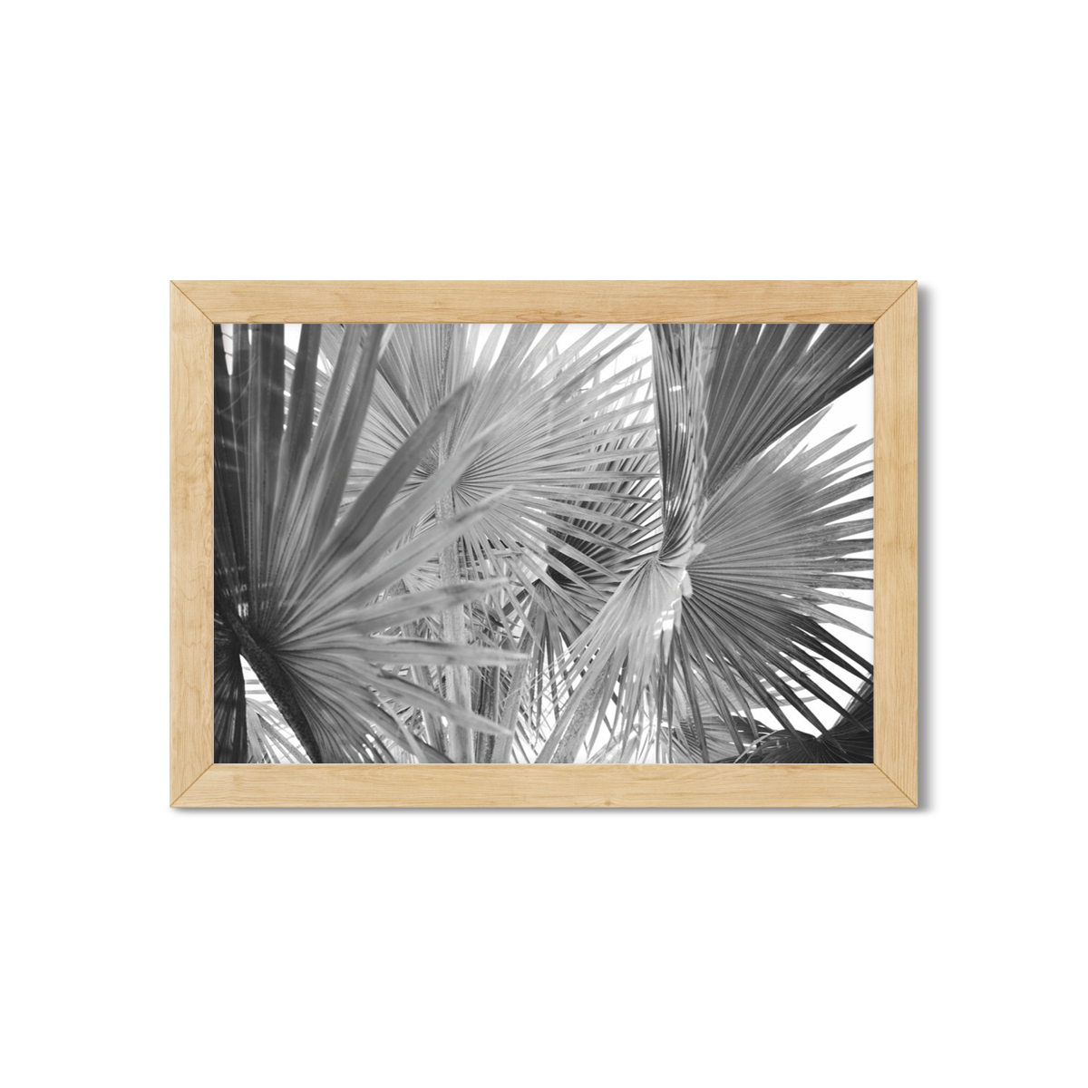 FAN PALM NO. 2
