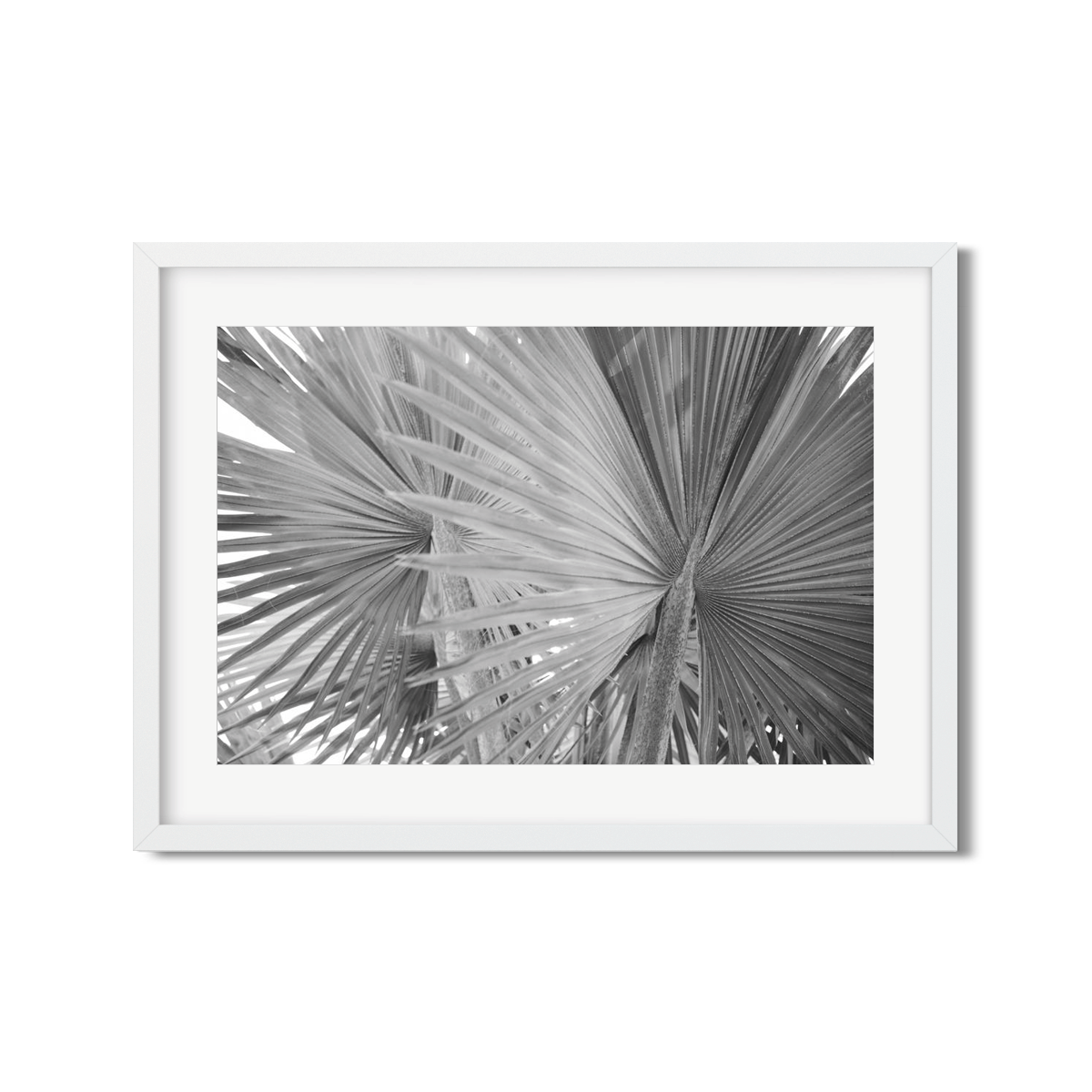 FAN PALM NO. 3