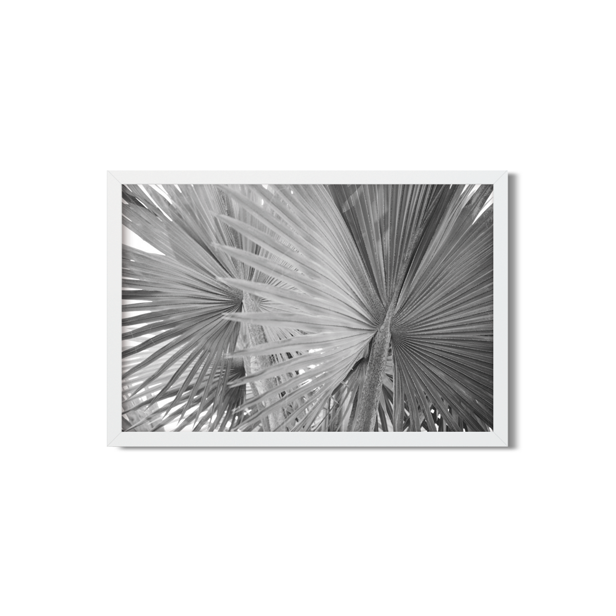 FAN PALM NO. 3